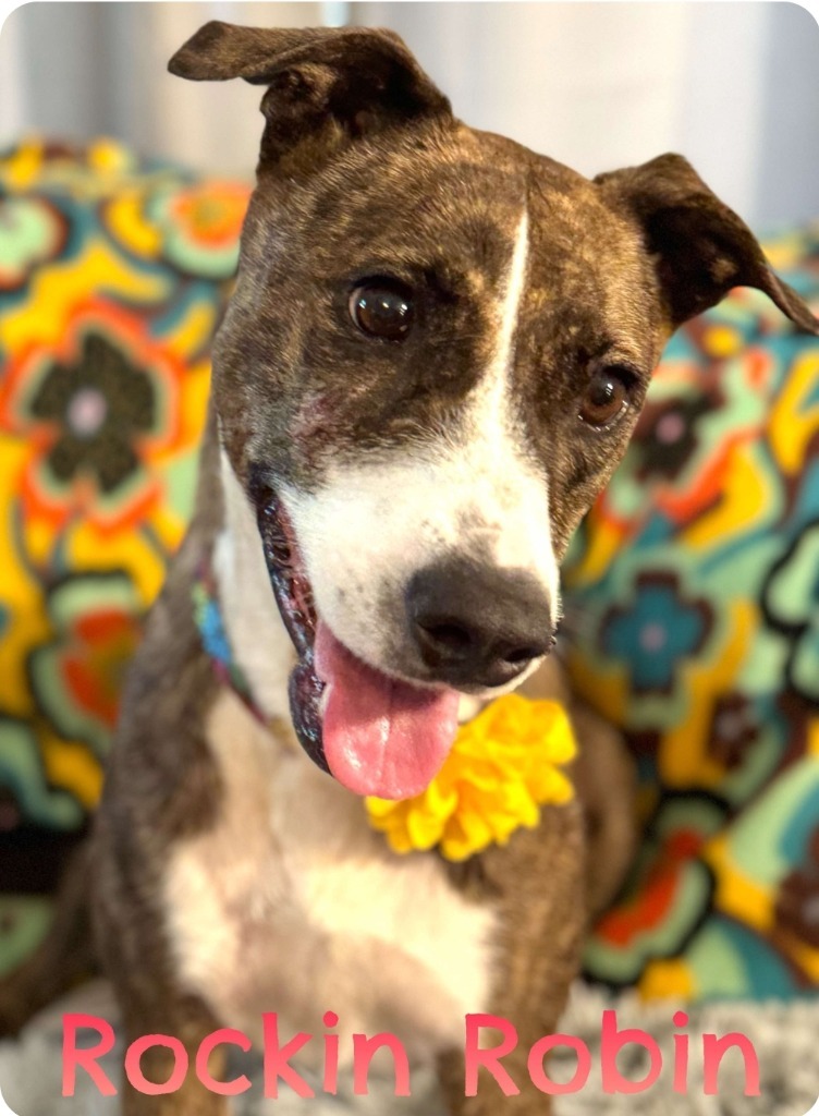 Rockin Robin, an adoptable Mountain Cur, Terrier in El Dorado, AR, 71730 | Photo Image 3