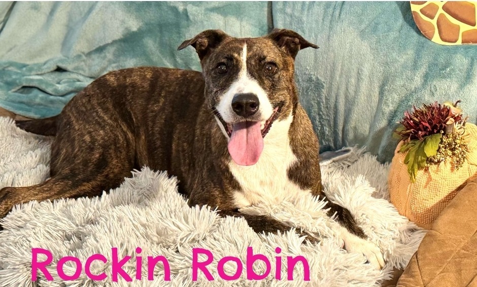 Rockin Robin, an adoptable Mountain Cur, Terrier in El Dorado, AR, 71730 | Photo Image 4