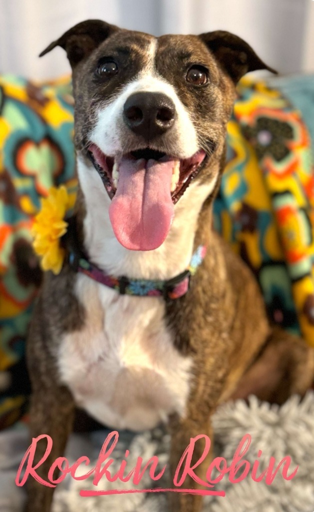 Rockin Robin, an adoptable Mountain Cur, Terrier in El Dorado, AR, 71730 | Photo Image 5