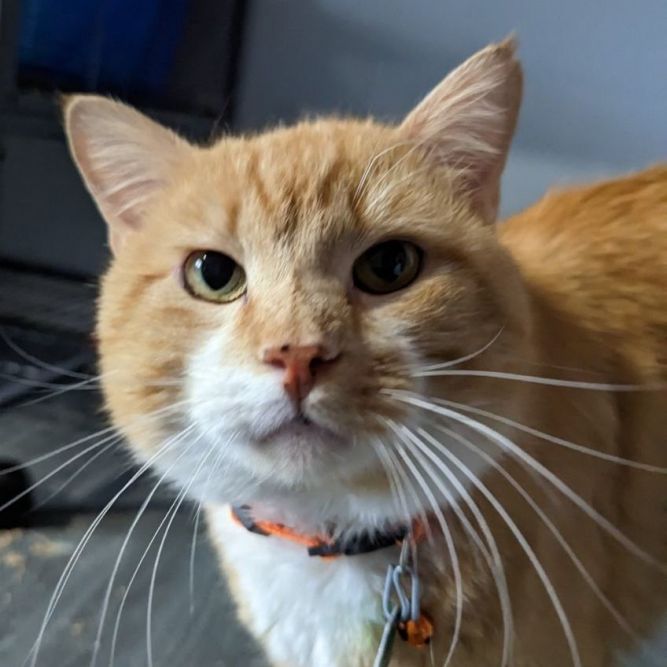 GARFIELD