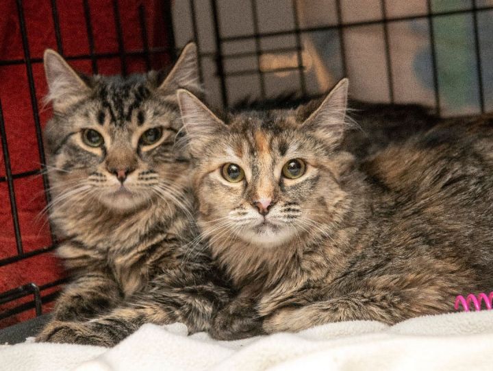 Freya and Freyr, an adopted Domestic Medium Hair in Seattle, WA_image-2
