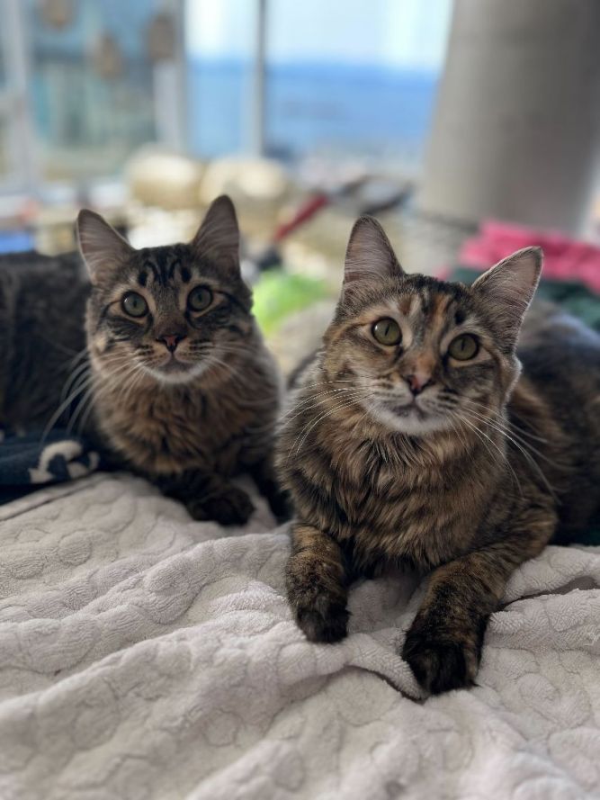 Freya and Freyr