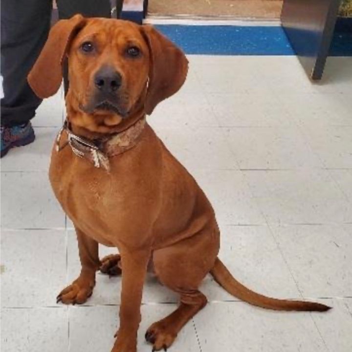 Miles, an adoptable Redbone Coonhound in Highland, MD_image-1