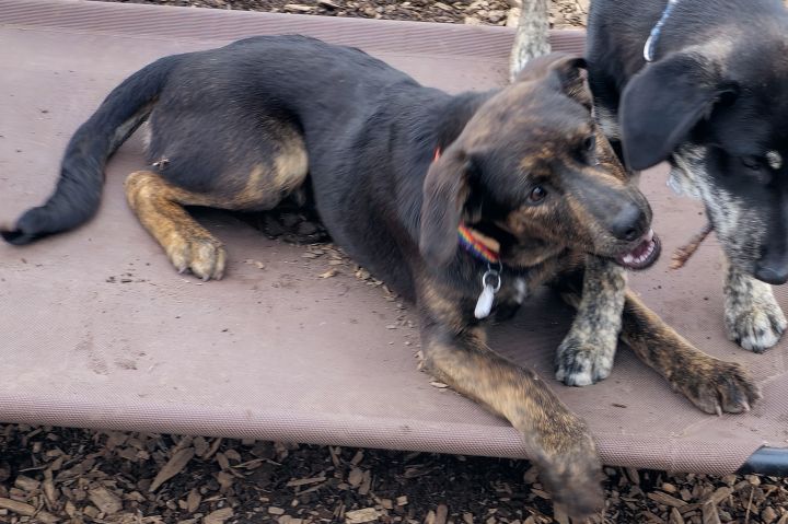 Macy, an adoptable Catahoula Leopard Dog Mix in Bloomingdale, NJ_image-6