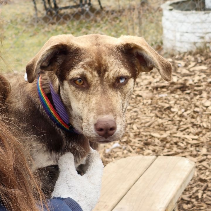 Myah, an adopted Catahoula Leopard Dog Mix in Bloomingdale, NJ_image-1