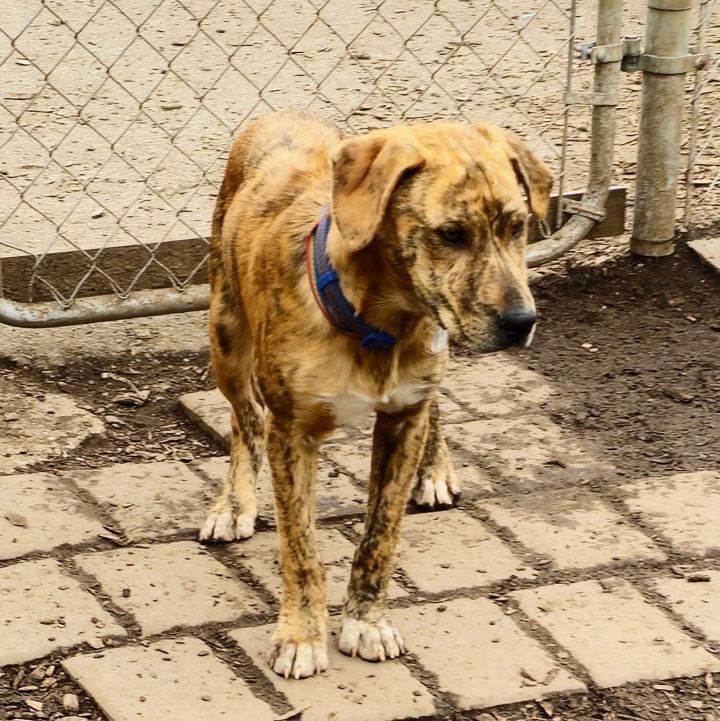 Rudy, an adoptable Mountain Cur & Hound Mix in Bloomingdale, NJ_image-2