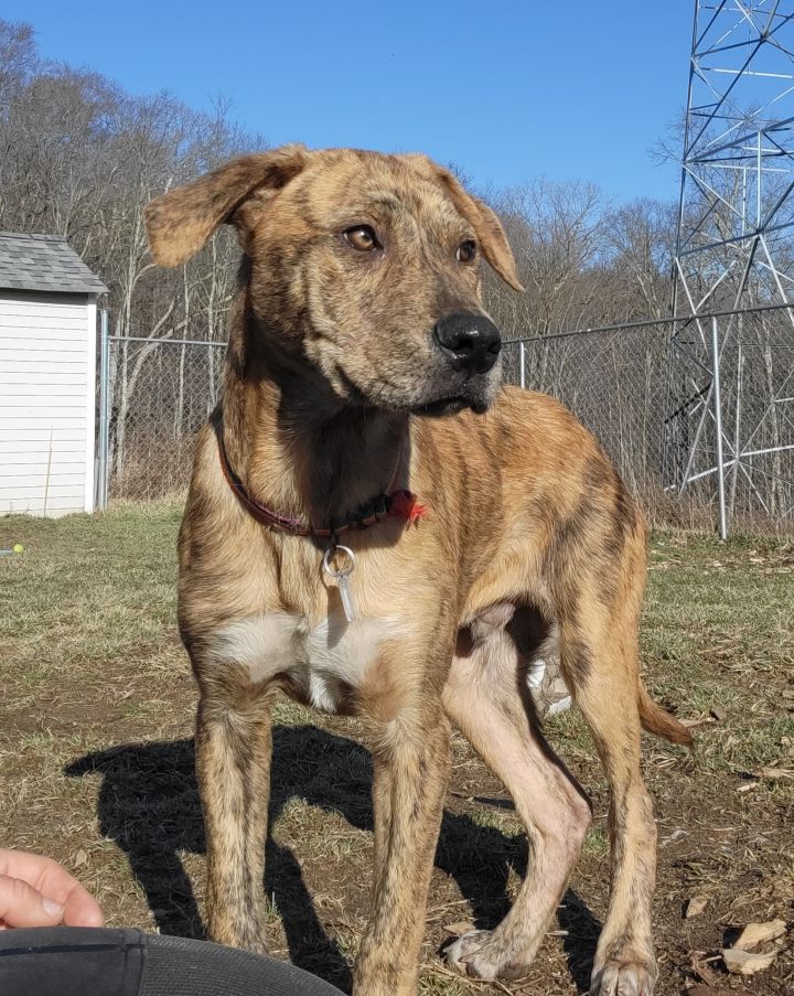 Rudy, an adoptable Mountain Cur & Hound Mix in Bloomingdale, NJ_image-1