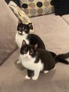 Kippie and Tuxie