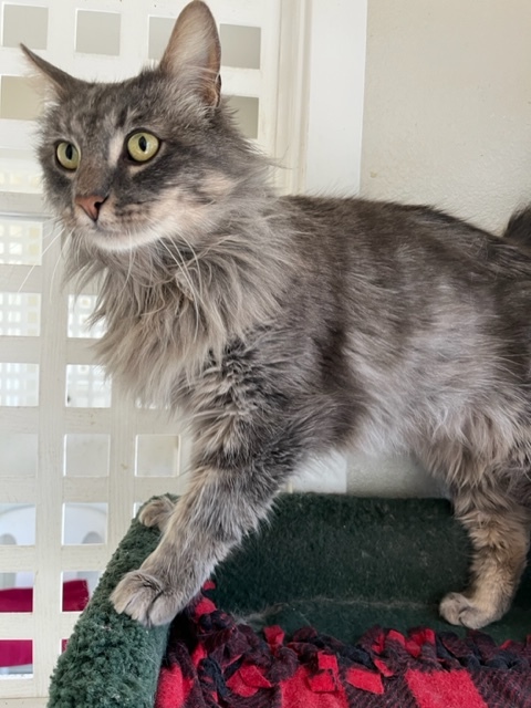 Apollo, an adoptable Maine Coon & Domestic Long Hair Mix in Hollister, CA_image-4