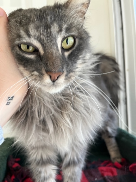 Apollo, an adopted Maine Coon & Domestic Long Hair Mix in Hollister, CA_image-5