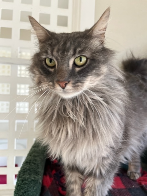 Apollo, an adoptable Maine Coon & Domestic Long Hair Mix in Hollister, CA_image-6
