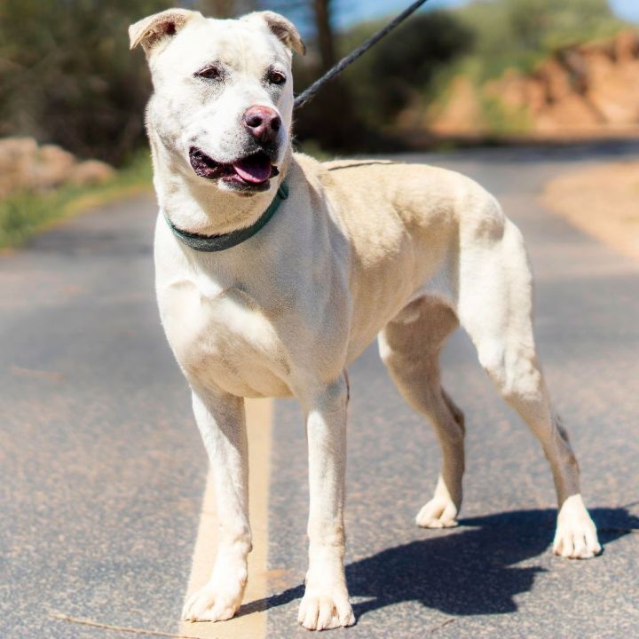 Blaze, an adoptable Yellow Labrador Retriever & Pit Bull Terrier Mix in Washington, UT_image-4