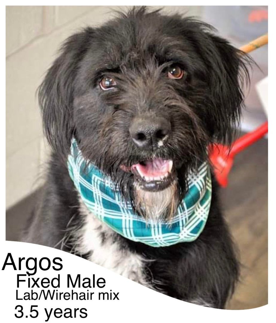 Dog for adoption Argos , a German Wirehaired Pointer & Standard
