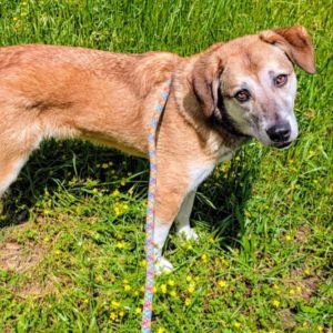 Squirrel, Adult Male Shepherd