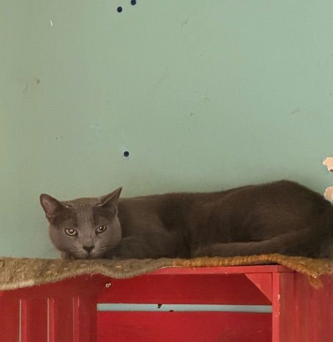 Kermit, an adoptable Domestic Short Hair, Russian Blue in Jackson, MS, 39213 | Photo Image 1