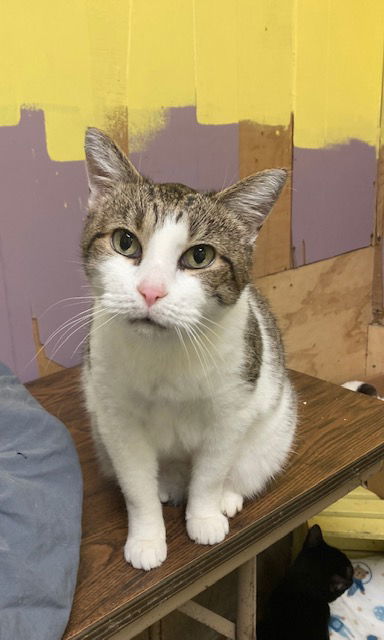 Mama Mia, an adoptable Tabby in Jackson, MS, 39213 | Photo Image 1