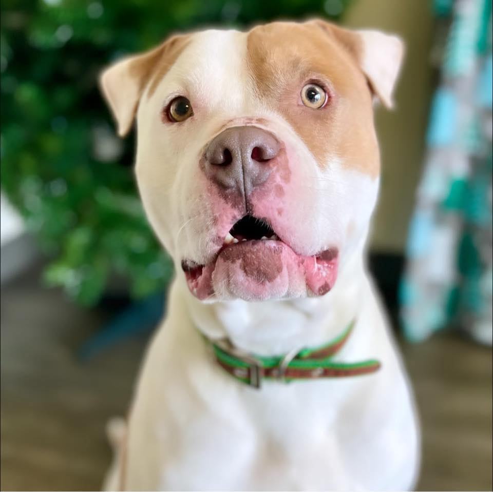 Dog for adoption - Dozer , a Pit Bull Terrier in Brigham City, UT