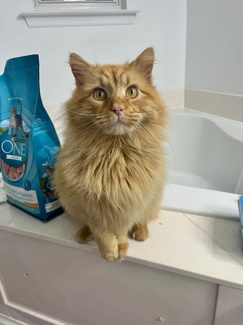 Sunni (AKA Sunny D), an adoptable Domestic Long Hair in Richmond, VA, 23233 | Photo Image 2