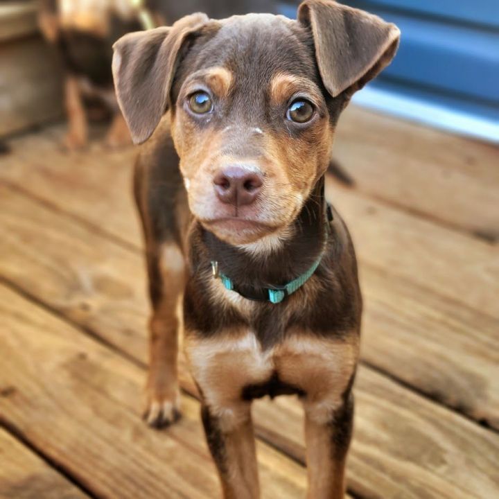 Austin (ADOPTED!) 1