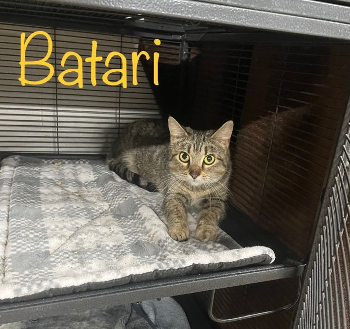 Batari, an adoptable Domestic Short Hair Mix in Toast, NC_image-1
