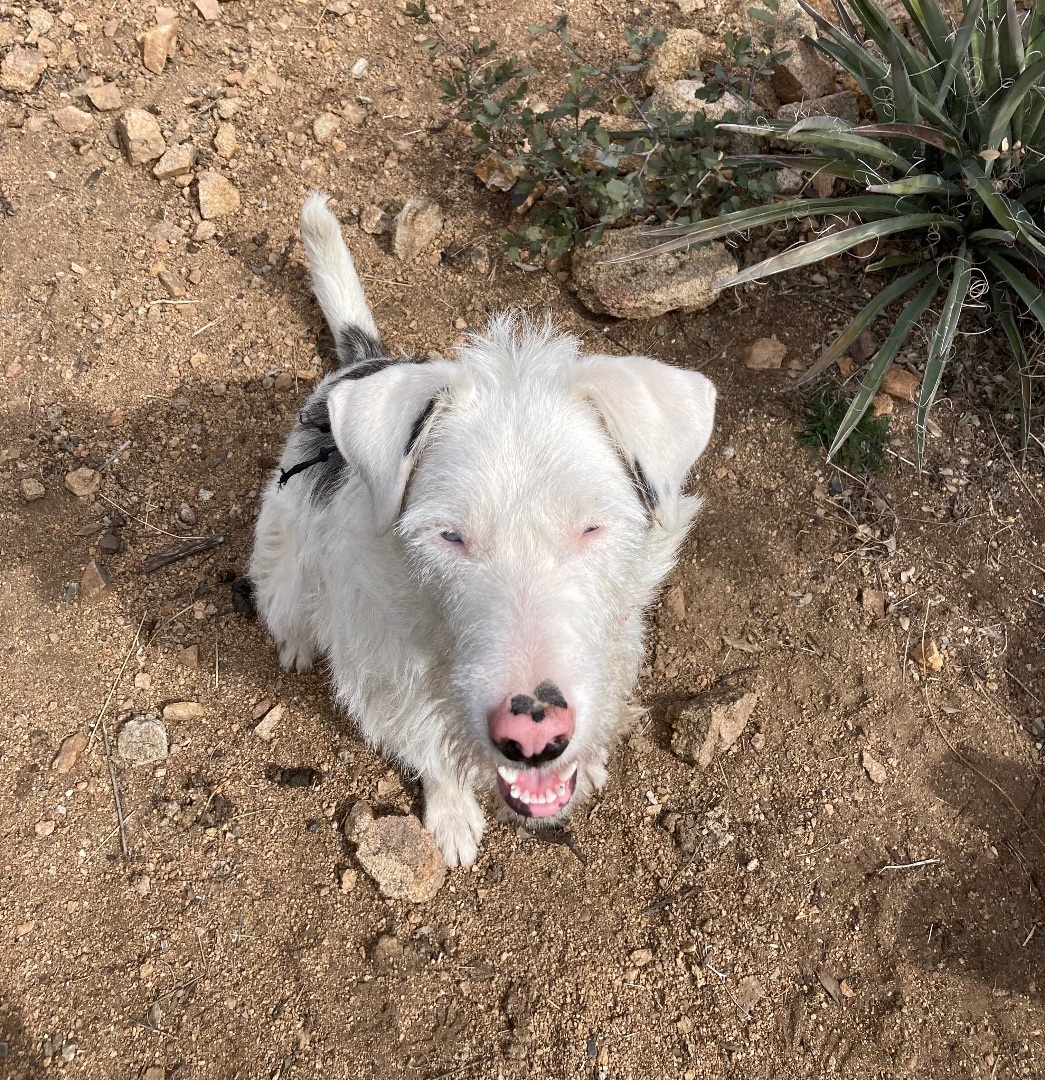 Lori, an adoptable Mixed Breed in Rimrock, AZ, 86335 | Photo Image 2