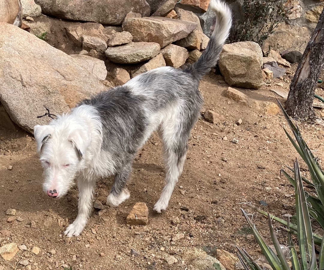 Lori, an adoptable Mixed Breed in Rimrock, AZ, 86335 | Photo Image 3