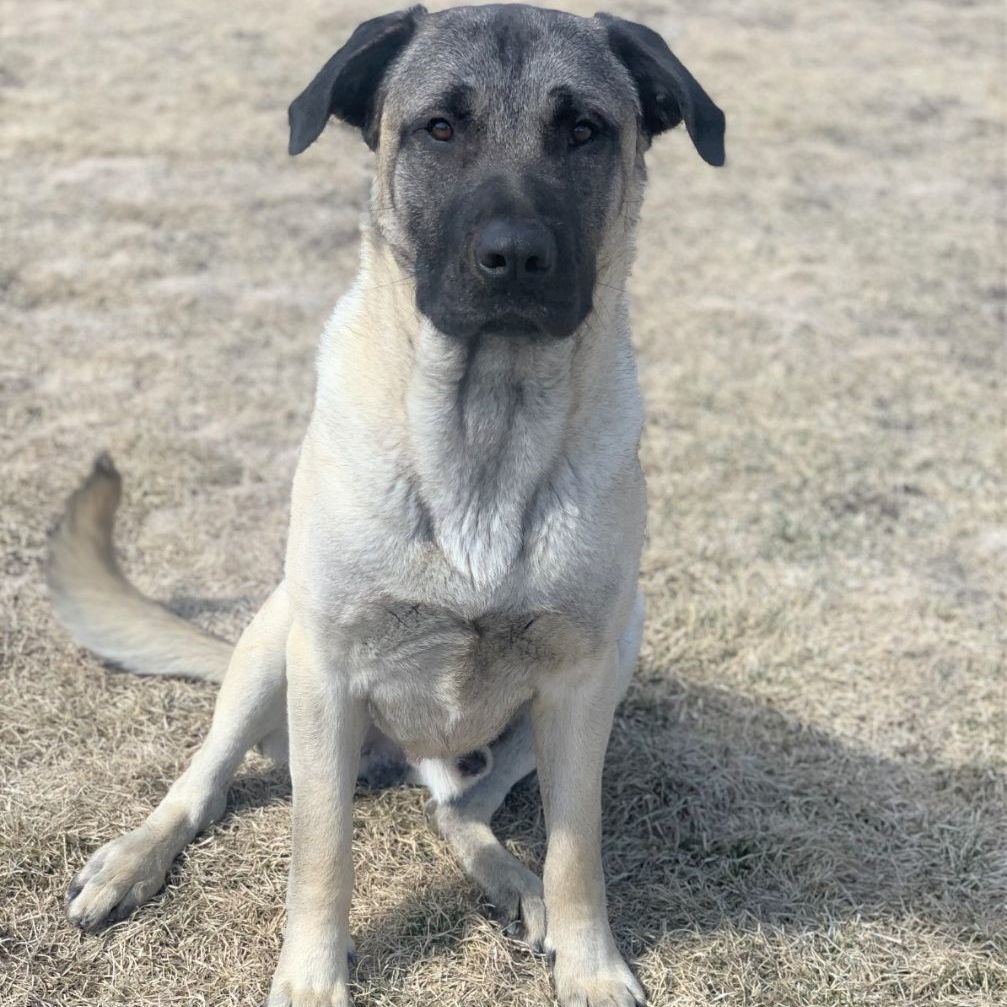 Dog for adoption Koa / 52217178, an Anatolian Shepherd Mix in Elko