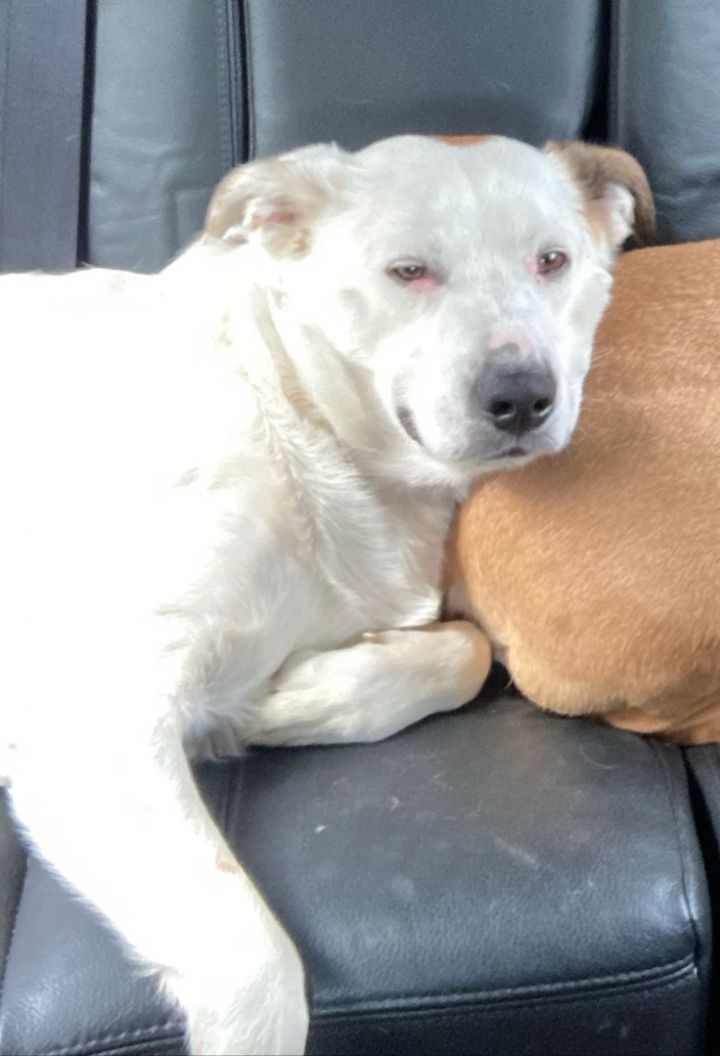 Foster Me! Popeye, an adoptable Labrador Retriever & Shepherd Mix in Oswego, IL_image-2