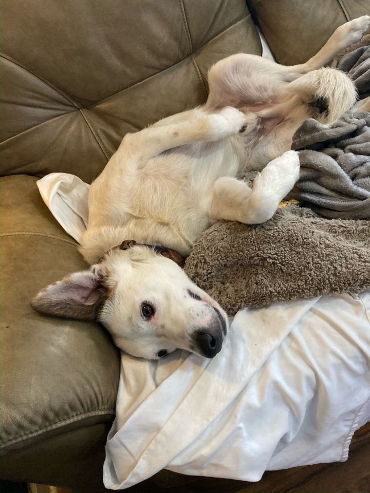 Foster Me! Popeye, an adoptable Labrador Retriever & Shepherd Mix in Oswego, IL_image-3
