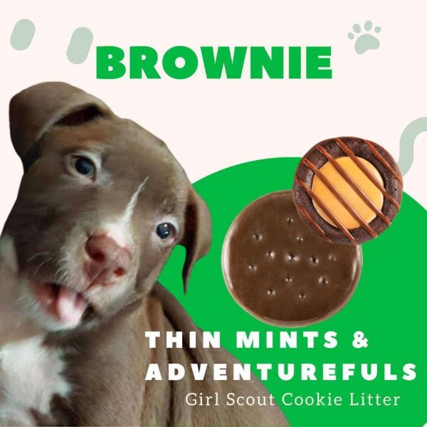 Brownie
