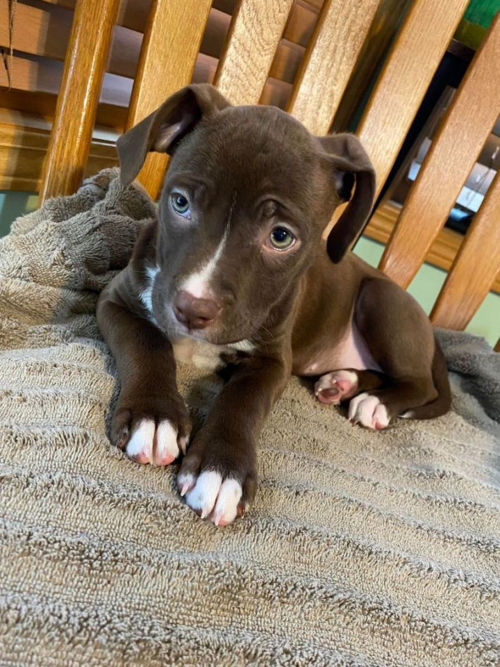Brownie 2