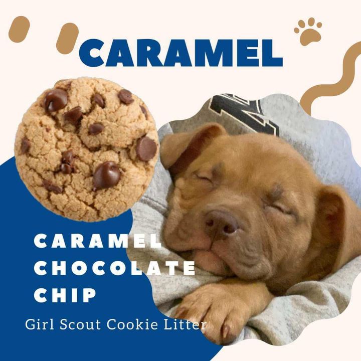 Caramel, an adoptable Labrador Retriever Mix in Omaha, NE_image-2