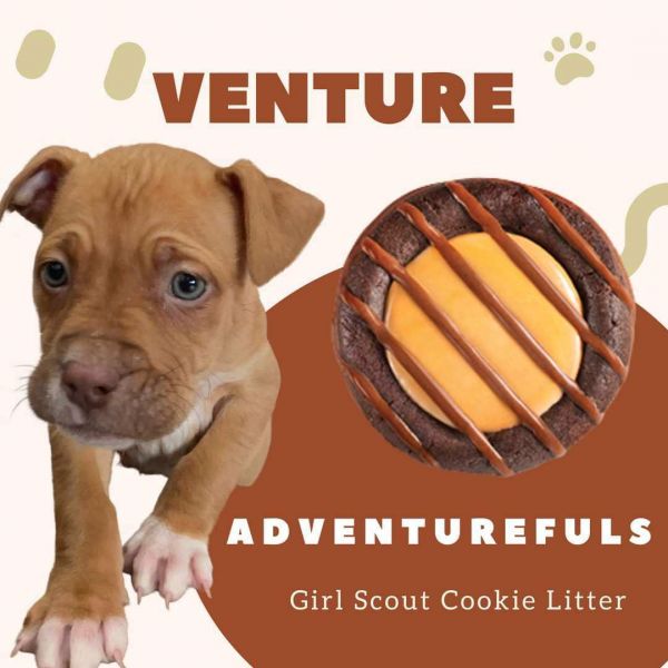 Venture 