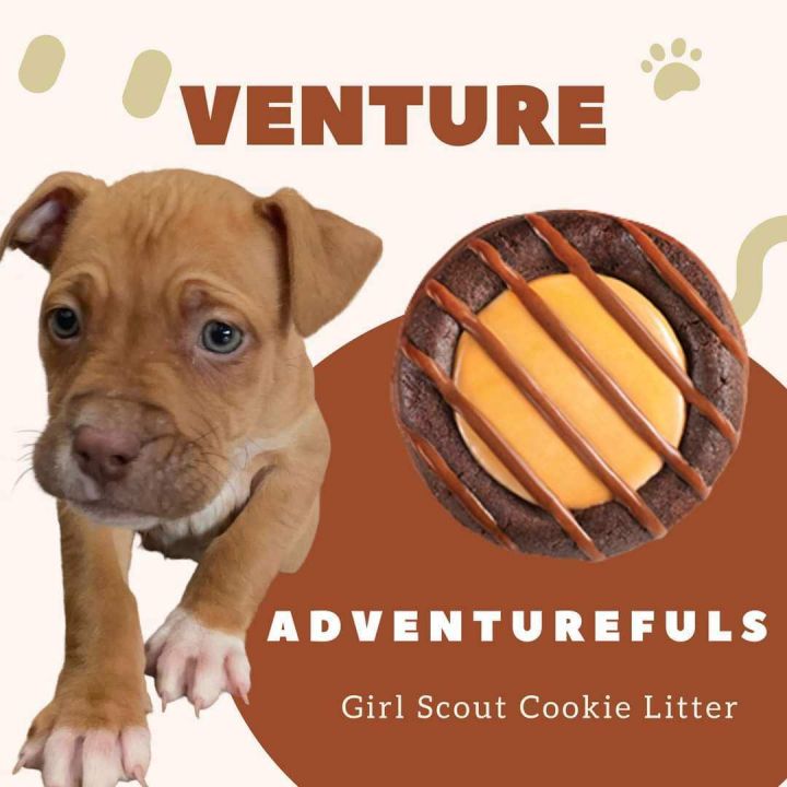 Venture , an adoptable Labrador Retriever Mix in Omaha, NE_image-1