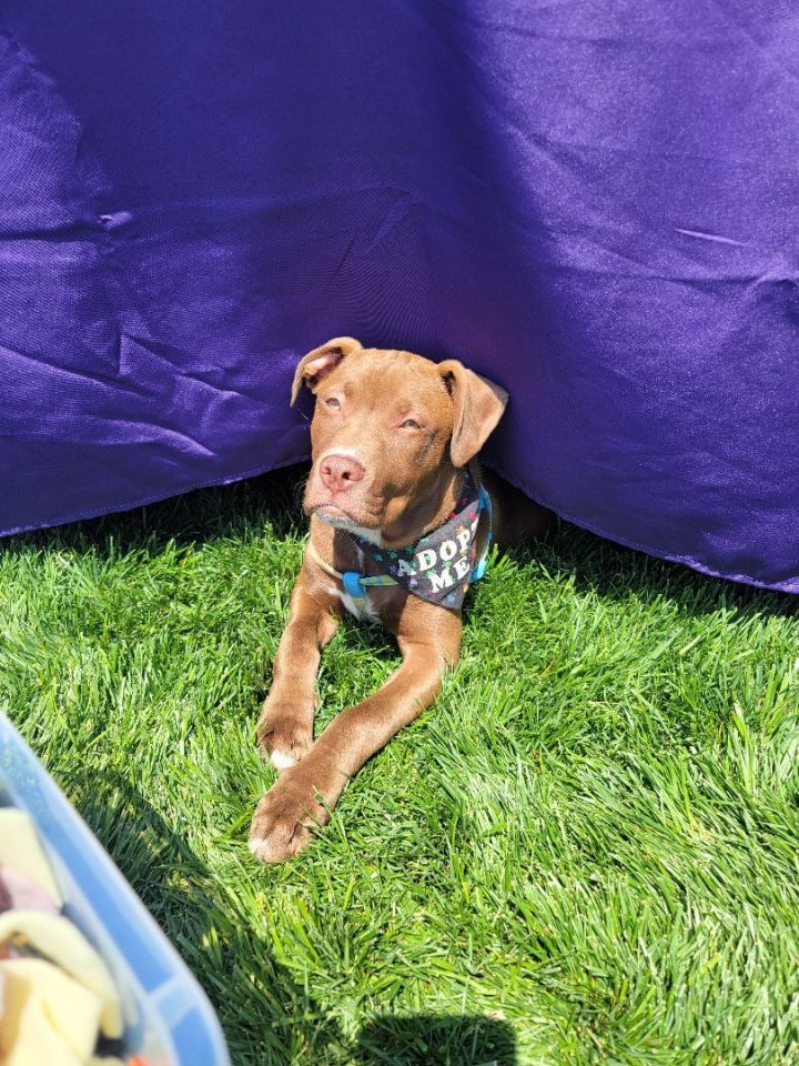 Toffee, an adoptable Labrador Retriever Mix in Omaha, NE_image-1