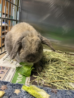McCoy, an adoptable Lop Eared Mix in Bellingham, WA_image-1