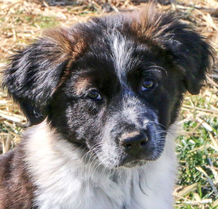 Knox, an adopted Mixed Breed in Charles Town, WV_image-1