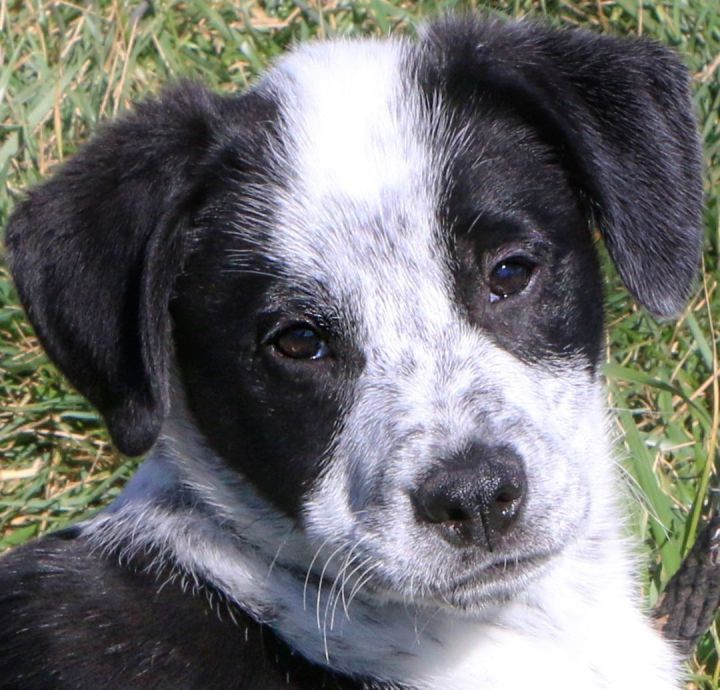 Kohl 1