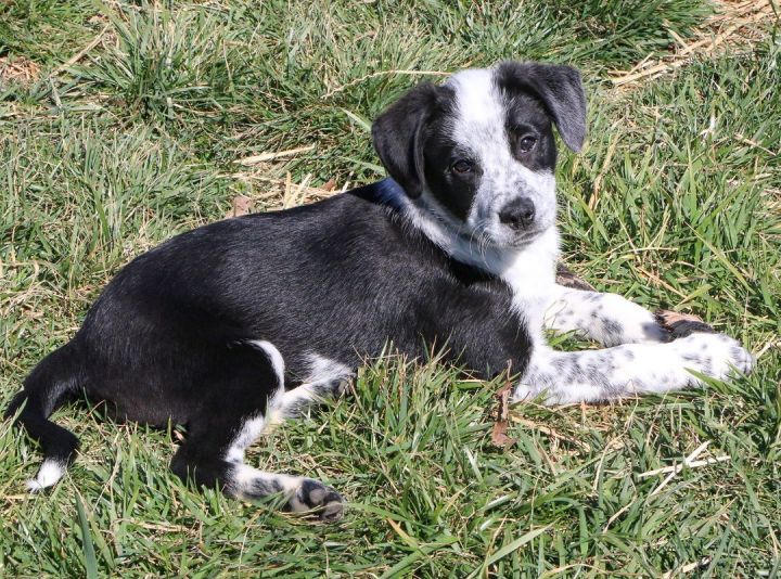 Kohl, an adopted Mixed Breed in Charles Town, WV_image-6