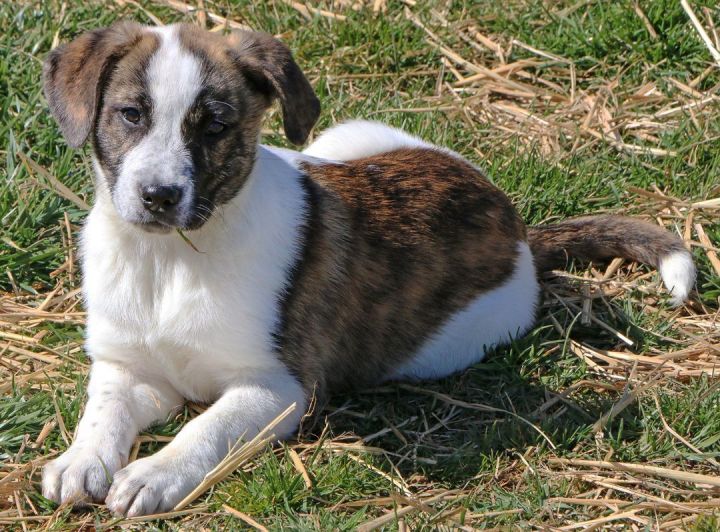 Kettle, an adoptable Mixed Breed in Charles Town, WV_image-4