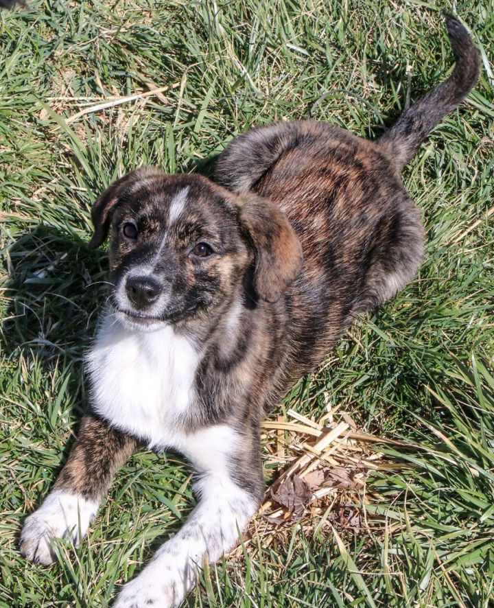 Kelce, an adoptable Mixed Breed in Charles Town, WV_image-3