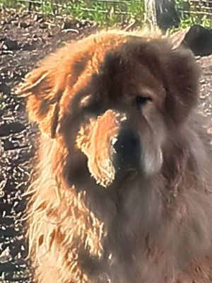 Chaz Tibetan Mastiff Dog