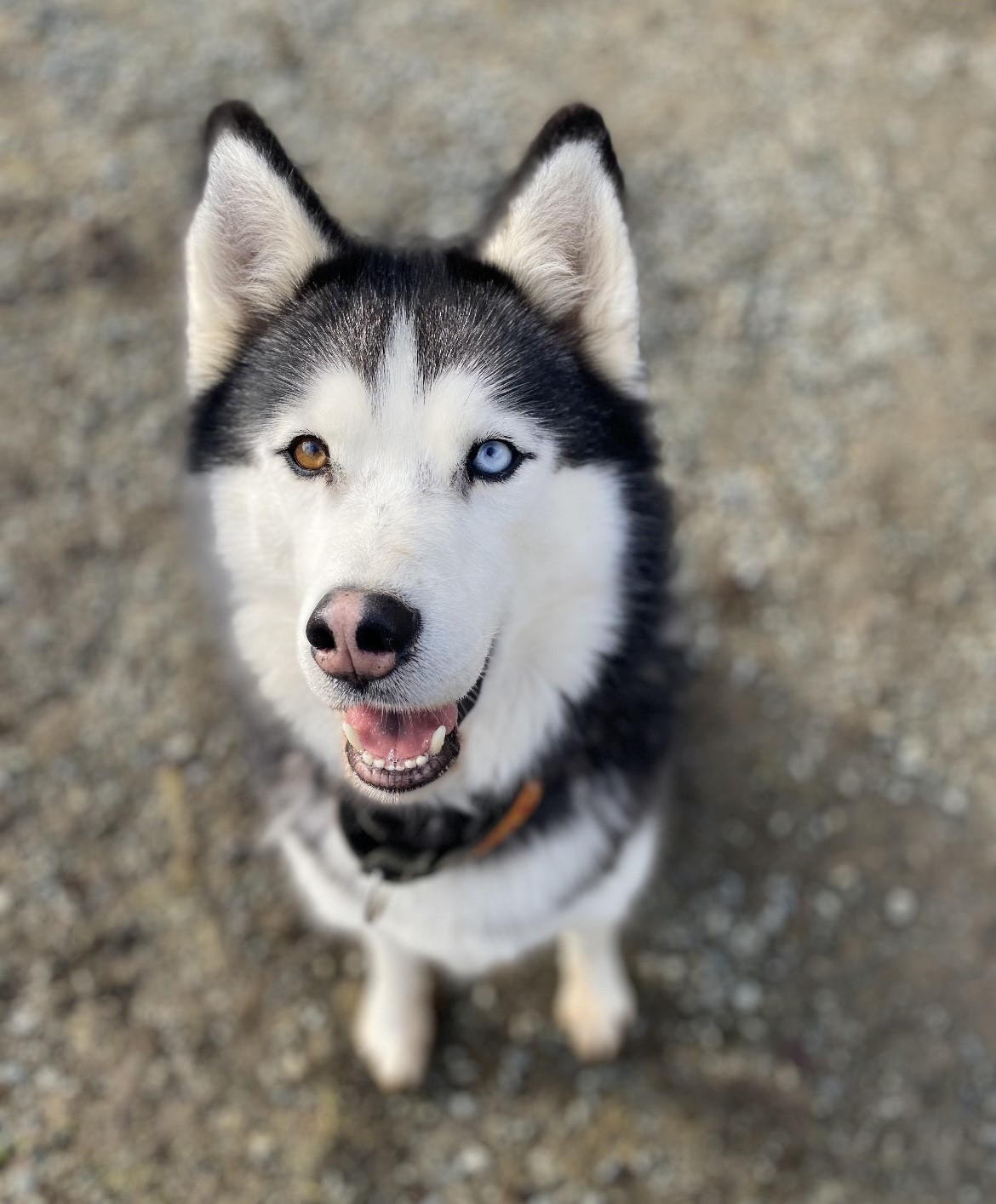 Elvis- 34668- Approx 3 Years Old, an adoptable Husky in Langley, BC, V2Z 2M8 | Photo Image 2