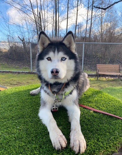 Elvis- 34668- Approx 3 Years Old, an adoptable Husky in Langley, BC, V2Z 2M8 | Photo Image 3