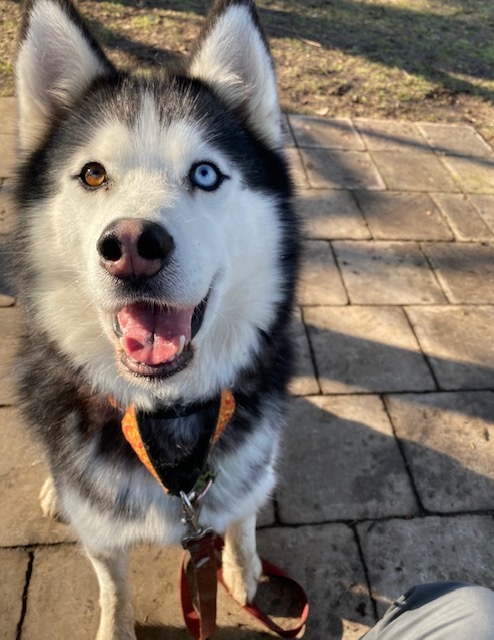 Elvis- 34668- Approx 3 Years Old, an adoptable Husky in Langley, BC, V2Z 2M8 | Photo Image 4