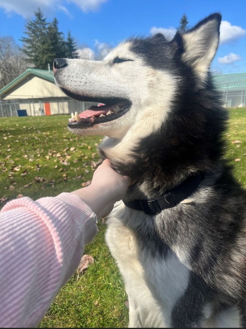 Elvis- 34668- Approx 3 Years Old, an adoptable Husky in Langley, BC, V2Z 2M8 | Photo Image 5