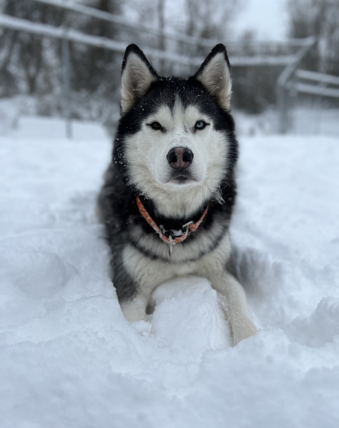 Elvis- 34668- Approx 3 Years Old, an adoptable Husky in Langley, BC, V2Z 2M8 | Photo Image 6