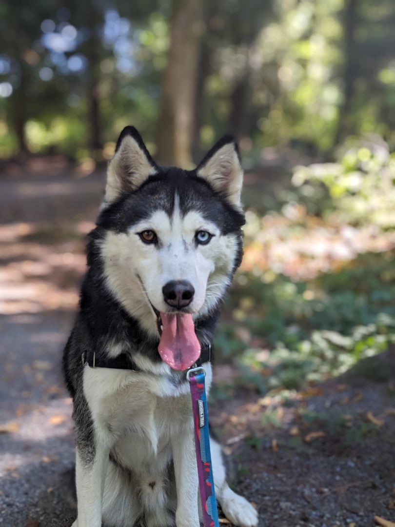 Elvis- 34668- Approx 3 Years Old, an adoptable Husky in Langley, BC, V2Z 2M8 | Photo Image 1