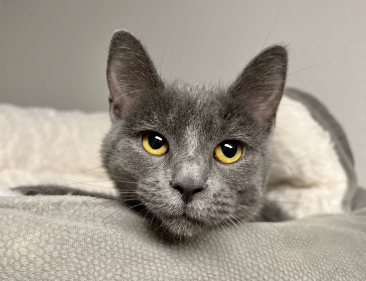 Phoebe, an adoptable Russian Blue & American Shorthair Mix in Jamestown, CA_image-2