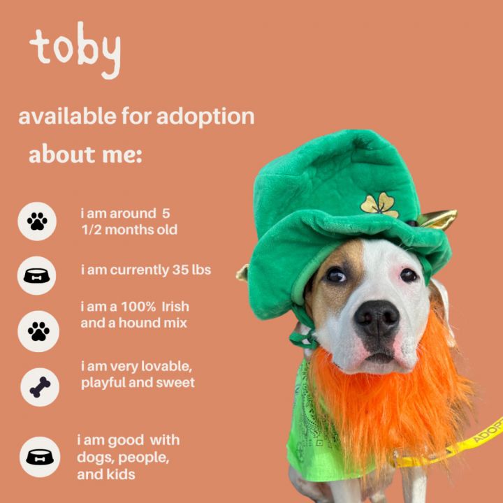 Toby, an adopted Hound Mix in BELCHERTOWN, MA_image-1